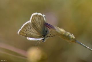 okgzl Toros Mavisi (Aricia isauricus)