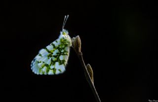 Turuncu Ssl (Anthocharis cardamines)