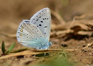 okgzl Kk Turan Mavisi (Polyommatus cornelius)