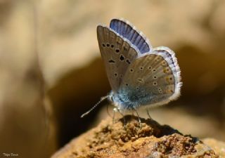 okgzl Kk Turan Mavisi (Polyommatus cornelius)