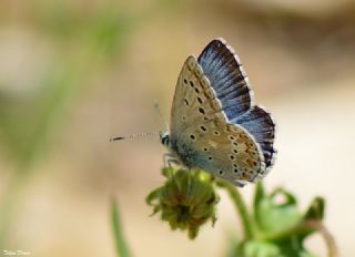 okgzl Levantin illi Mavisi (Polyommatus syriaca)