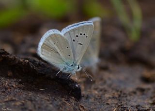 okgzl Poseydon Mavisi (Polyommatus poseidon)