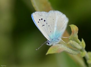 okgzl Poseydon Mavisi (Polyommatus poseidon)