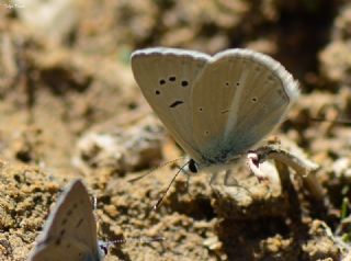 okgzl Poseydon Mavisi (Polyommatus poseidon)