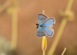 okgzl Levantin illi Mavisi (Polyommatus syriaca)