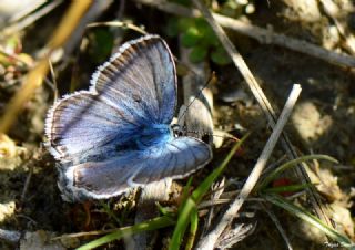 okgzl Anadolu illi Mavisi (Polyommatus ossmar)