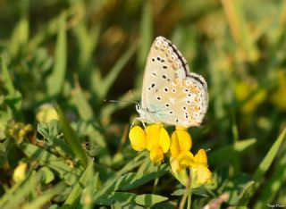 �okg�zl� Levantin �illi Mavisi&nbsp;(Polyommatus&nbsp;syriaca)