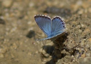 �okg�zl� Levantin �illi Mavisi&nbsp;(Polyommatus&nbsp;syriaca)