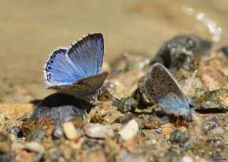 okgzl Levantin illi Mavisi (Polyommatus syriaca)