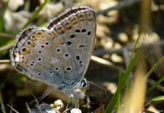 okgzl Anadolu illi Mavisi (Polyommatus ossmar)