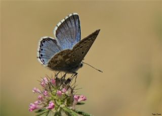 okgzl Levantin illi Mavisi (Polyommatus syriaca)