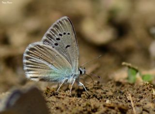 okgzl Ar Mavisi (Polyommatus vanensis)