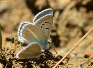 okgzl Ar Mavisi (Polyommatus vanensis)