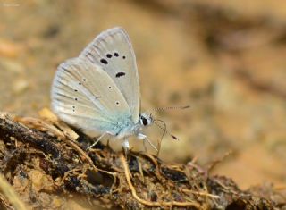 okgzl Poseydon Mavisi (Polyommatus poseidon)