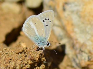 Lacivert Anadolu okgzls (Polyommatus actis )