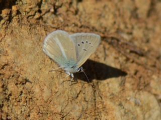 Lacivert Anadolu okgzls (Polyommatus actis )