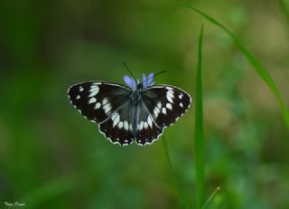 Kara Melike (Melanargia syriaca)