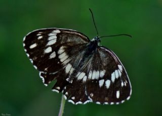 Kara Melike (Melanargia syriaca)