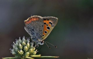 Benekli Bakr Gzeli (Lycaena phlaeas)