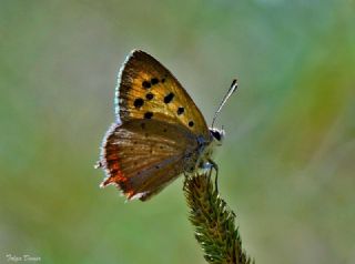 Benekli Bakr Gzeli (Lycaena phlaeas)