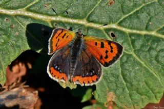 Benekli Bakr Gzeli (Lycaena phlaeas)