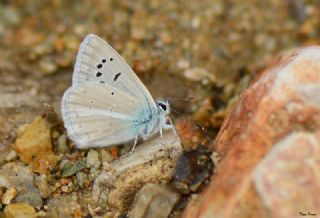 Lacivert Anadolu okgzls (Polyommatus actis )