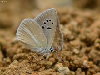 Mara Mavisi (Polyommatus maraschi)