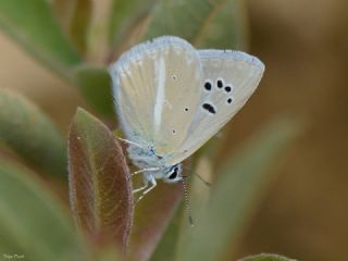 Mara Mavisi (Polyommatus maraschi)