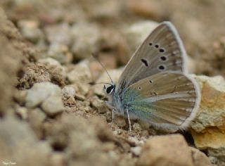 okgzl Ar Mavisi (Polyommatus vanensis)