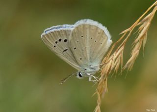 okgzl Poseydon Mavisi (Polyommatus poseidon)