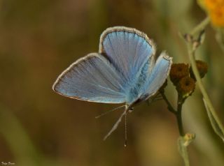 okgzl Teresya, Saimbeyli Mavisi (Polyommatus theresiae)