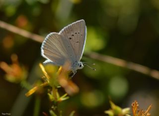 okgzl Teresya, Saimbeyli Mavisi (Polyommatus theresiae)