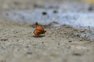 Gzel nci (Argynnis aglaja)