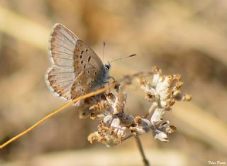 okgzl Balkan Mavisi (Aricia anteros )