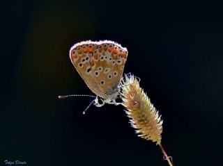 okgzl Esmer (Aricia agestis)