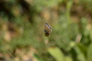 okgzl Balkan Mavisi (Aricia anteros )