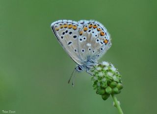 okgzl Balkan Mavisi (Aricia anteros )