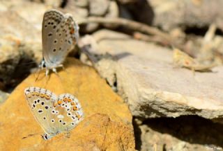 okgzl Balkan Mavisi (Aricia anteros )