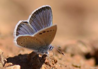 Anadolu Karagz Mavisi (Glaucopsyche astraea)