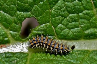 Benekli parhan (Melitaea didyma)