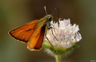 Sar Antenli Zpzp (Thymelicus sylvestris)