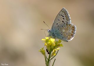 okgzl Levantin illi Mavisi (Polyommatus syriaca)