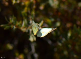 Gzel Azamet (Colias sareptensis)