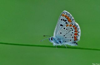 okgzl Esmer (Aricia agestis)