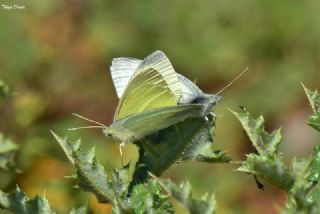 Kk Beyazmelek (Pieris rapae)