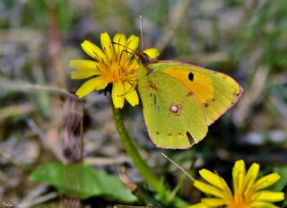Sar� Azamet&nbsp;(Colias&nbsp;croceus)