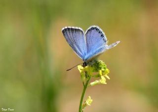 okgzl Levantin illi Mavisi (Polyommatus syriaca)