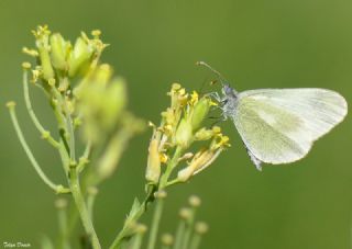 Doulu Narin Orman Beyaz (Leptidea duponcheli)