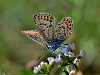 Gm Lekeli Esmergz (Plebejus argus)