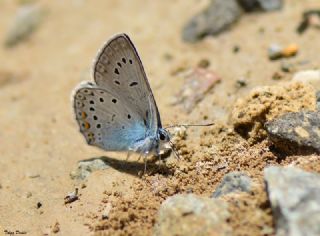 okgzl Amanda (Polyommatus amandus)